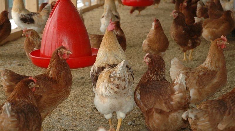 Vogelgrippe Stallhaltepflicht aufgehoben