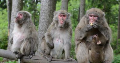 Ausflugsziele Villach Affenberg Landskron