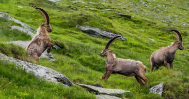 Könige der Alpen Steinböcke