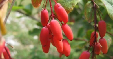 Gartentipp Berberitzenfrüchte