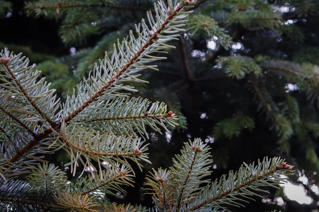 In St. Jakob im Rosental startet morgen der Adventmarkt mit einem bunten Programm