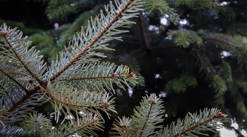 In St. Jakob im Rosental startet morgen der Adventmarkt mit einem bunten Programm