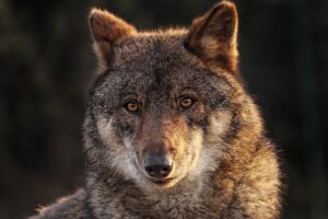 Im Lichte mehrerer Wolfssichtungen im Villacher Stadtgebiet wird nächsten Dienstag eine Fragestunde mit dem Wolfsbeauftragten des Landes Kärnten  organisiert