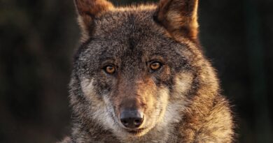 Im Lichte mehrerer Wolfssichtungen im Villacher Stadtgebiet wird nächsten Dienstag eine Fragestunde mit dem Wolfsbeauftragten des Landes Kärnten  organisiert