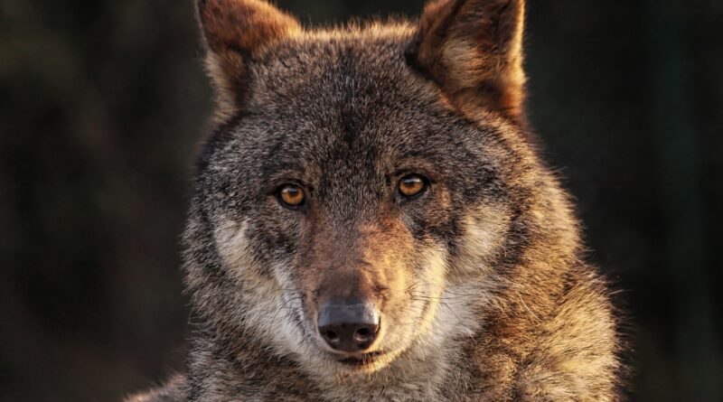 Im Lichte mehrerer Wolfssichtungen im Villacher Stadtgebiet wird nächsten Dienstag eine Fragestunde mit dem Wolfsbeauftragten des Landes Kärnten  organisiert