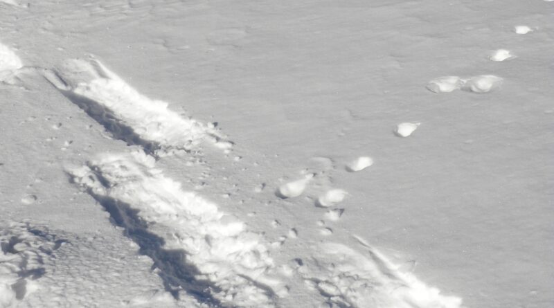 Winterliches Gerlitzen-Stillleben mit Spuren von Wildtieren.