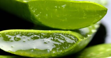 Am Montag, den 19. Februar, findet in Treffen ein Vortrag zu den gesundheitlichen Vorteilen von Aloe Vera statt