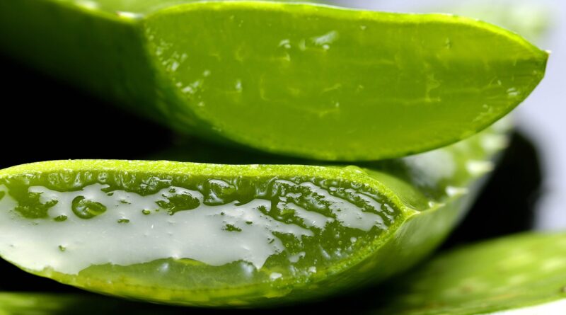 Am Montag, den 19. Februar, findet in Treffen ein Vortrag zu den gesundheitlichen Vorteilen von Aloe Vera statt