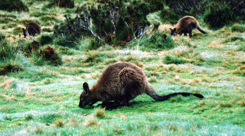 Bennett’s Wallaby. Gustav Weindorfer. Ein Kärntner als Naturschutz-Pionier in Australien Stefan Spath, kaerntenportal.at