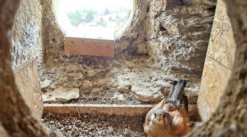 Die Turmfalken am Stadtpfarrturm Klagenfurt sind geschlüpft.