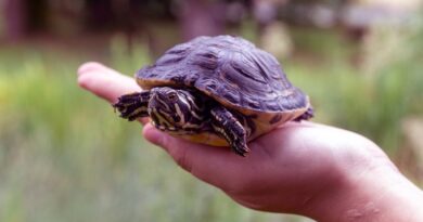 Villach ergreift freundliche Maßnahmen zum Schutz von Schildkröten und der heimischen Biodiversität