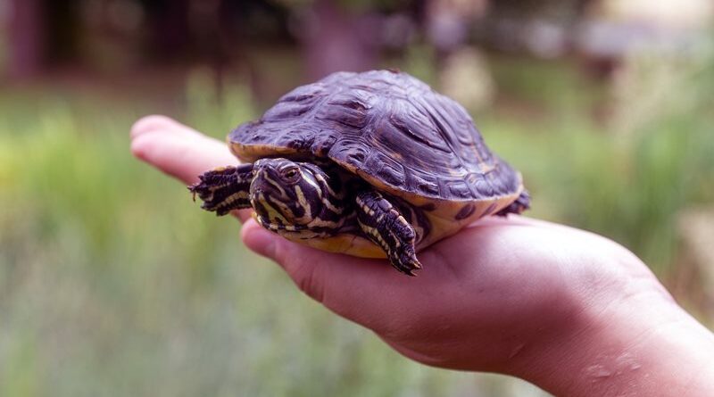 Villach ergreift freundliche Maßnahmen zum Schutz von Schildkröten und der heimischen Biodiversität