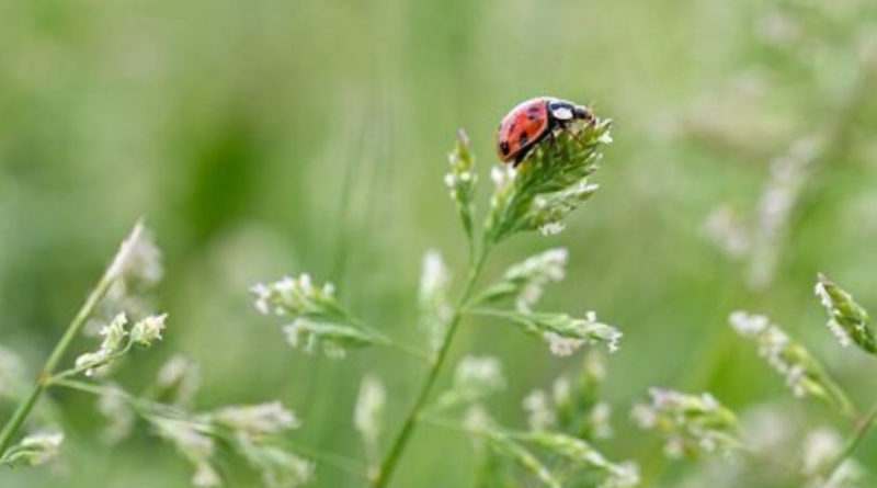 Mehr über Heilkräuter erfahren kann man bis September bei den Kräuterwanderungen in Heiligenblut