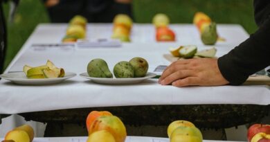 Streuobstfest im Dinzlpark in Villach. Am 4. Oktober kann man wieder seine Apfel- und Birnensorten am Streuobsttag bestimmen lassen.