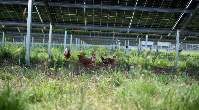 ÖBB vereinen Hühnerfreilauf mit Sonnenkraft: Fertigstellung der ersten Agri-Photovoltaikanlage für grünen Bahnstrom