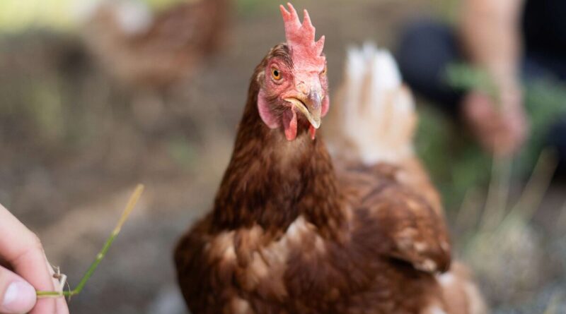 Huhn im Schatten