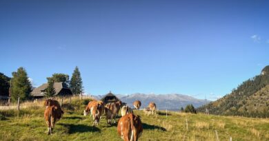 Liedermatinee auf der Alm am 29.8. um 12.00 Uhr auf der Alm hinterm Brunn