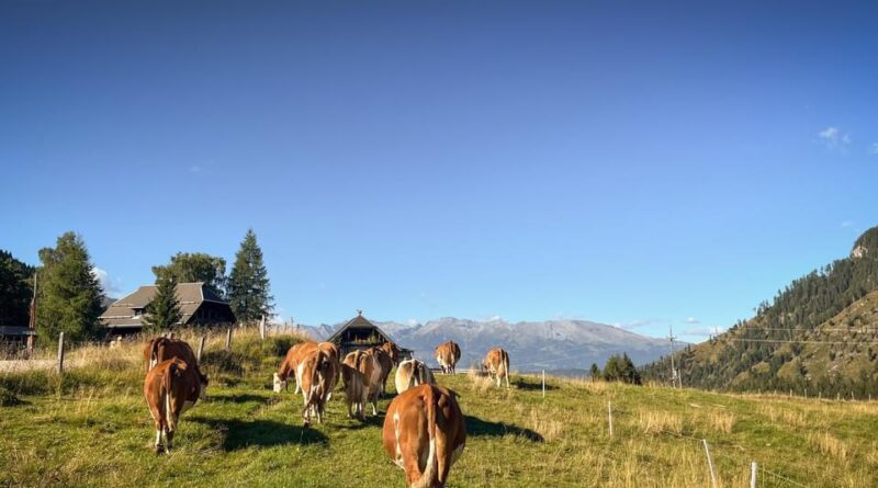 Liedermatinee auf der Alm am 29.8. um 12.00 Uhr auf der Alm hinterm Brunn