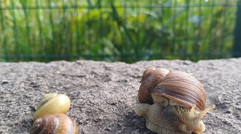 Sandarium: Vorsichtig werden die bisherigen tierischen Bewohner aufgespürt und übersiedelt.