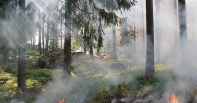 Akute Trockenheit: Achtung - Waldbrandgefahr