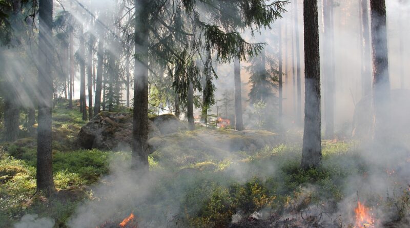 Akute Trockenheit: Achtung - Waldbrandgefahr