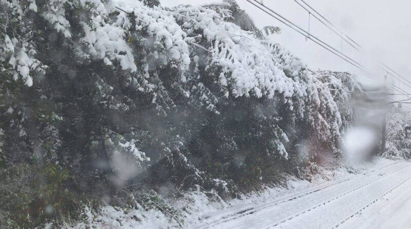 ÖBB-Verkehrsmeldung: Extremwetter sorgt für Streckenunterbrechungen. Bäume hängen in Oberleitung.