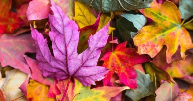 Seniorenbüro Klagenfurt. Veranstaltungen im Herbst