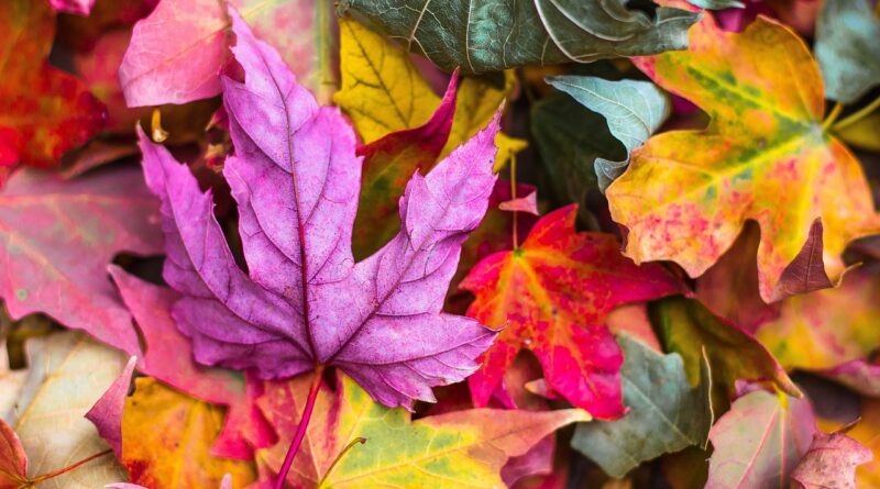 Seniorenbüro Klagenfurt. Veranstaltungen im Herbst