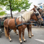 Erntedankfest am Benediktinermarkt