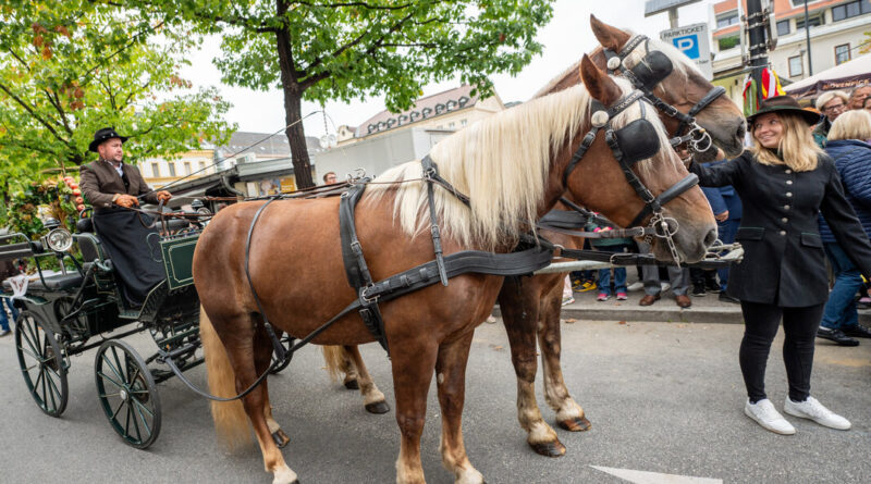 Erntedankfest in Klagenfurt: Pferdekutsche mit Erntedankkrone am Benediktinerplatz. Foto aus dem Jahr 2023.