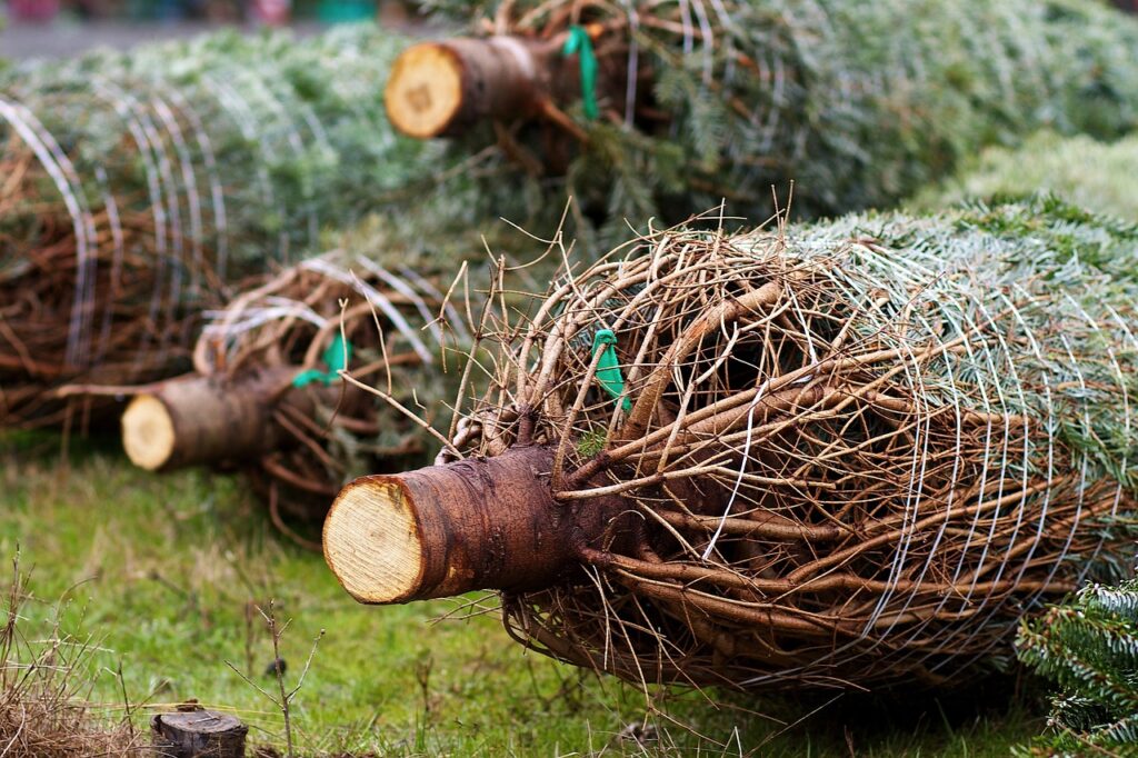 Der Christbaummarkt am Klagenfurter Messegelände hat wieder geöffnet