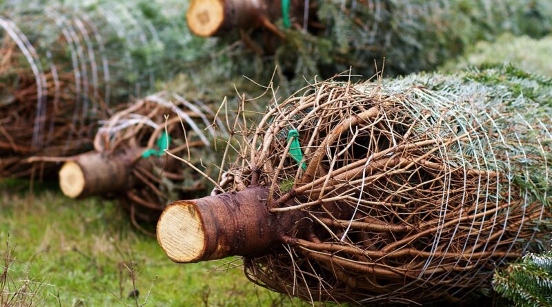 Der Christbaummarkt am Klagenfurter Messegelände hat wieder geöffnet