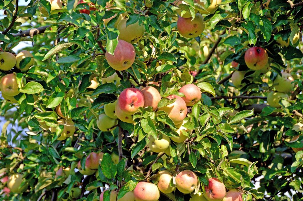 Obstbaumschnitt