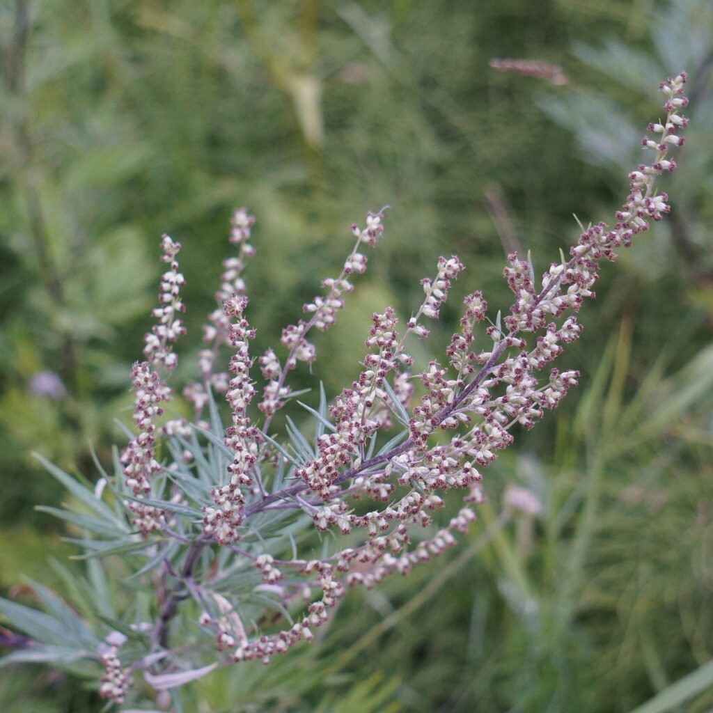 Adaptogene Kräuter und Artemisia Annua, die natürlichen Stresskiller