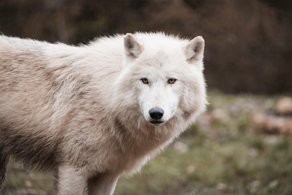 Genetik und Hundeverhalten